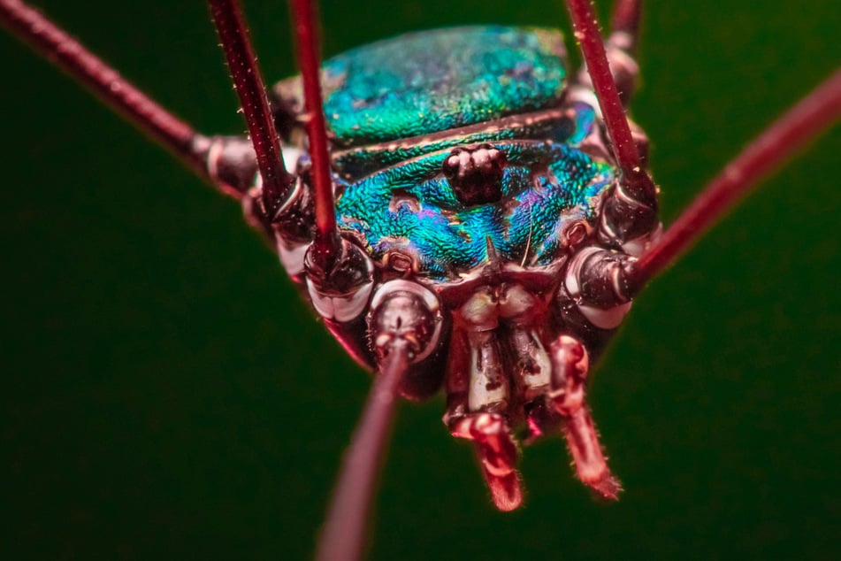 Ein heutiger Weberknecht mit metallisch glänzender Rückenplatte.