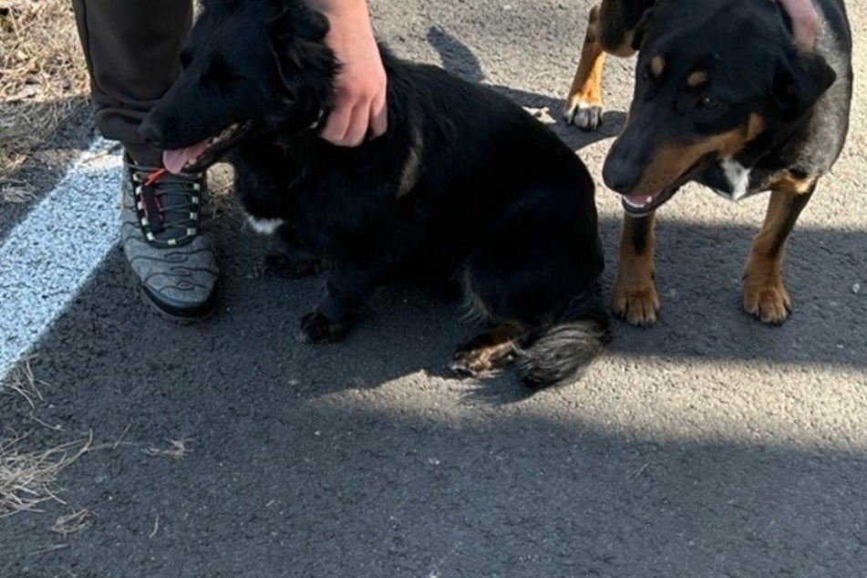 Wer vermisst diese beiden Fellnasen?