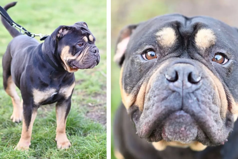 Olde English Bulldogge Sam (2) hatte es nicht leicht.