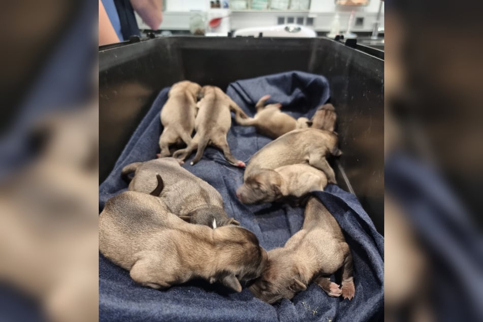 Von den neun aus einem Park in Nordhessen geretteten Hundewelpen sind mittlerweile sieben der Jungtiere verstorben.