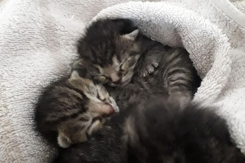 So geht es den "entsorgten" Katzenbabys aus dem Glascontainer