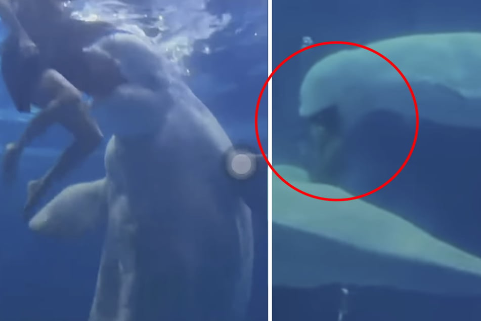 Beluga whale bites woman during underwater shoot in concerning video