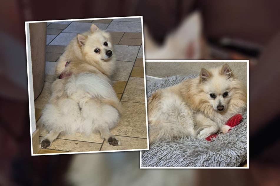 Der süße Spitz möchte in seinem neuen Zuhause als vollwertiges Familienmitglied ernst genommen werden.