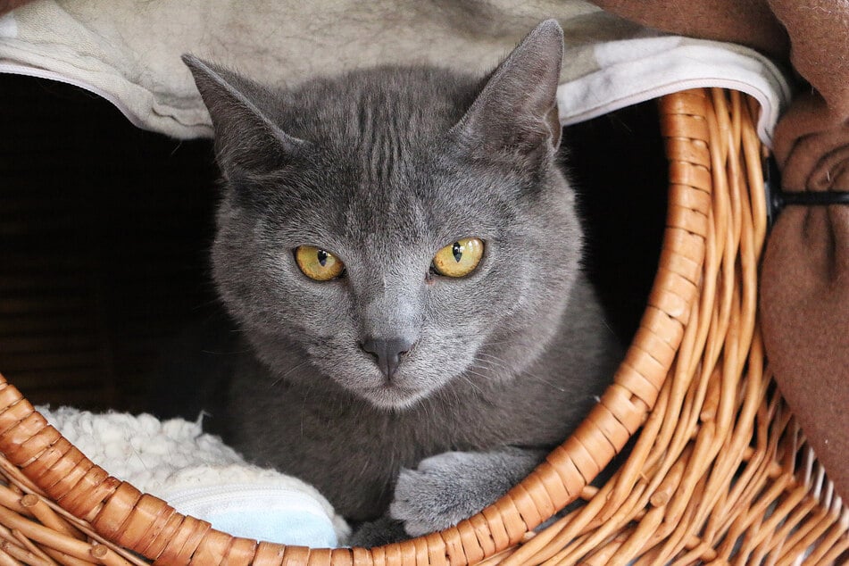 Die ruhige Kartäuser-Katze verträgt sich mit Kindern, Hunden und anderen Tieren.