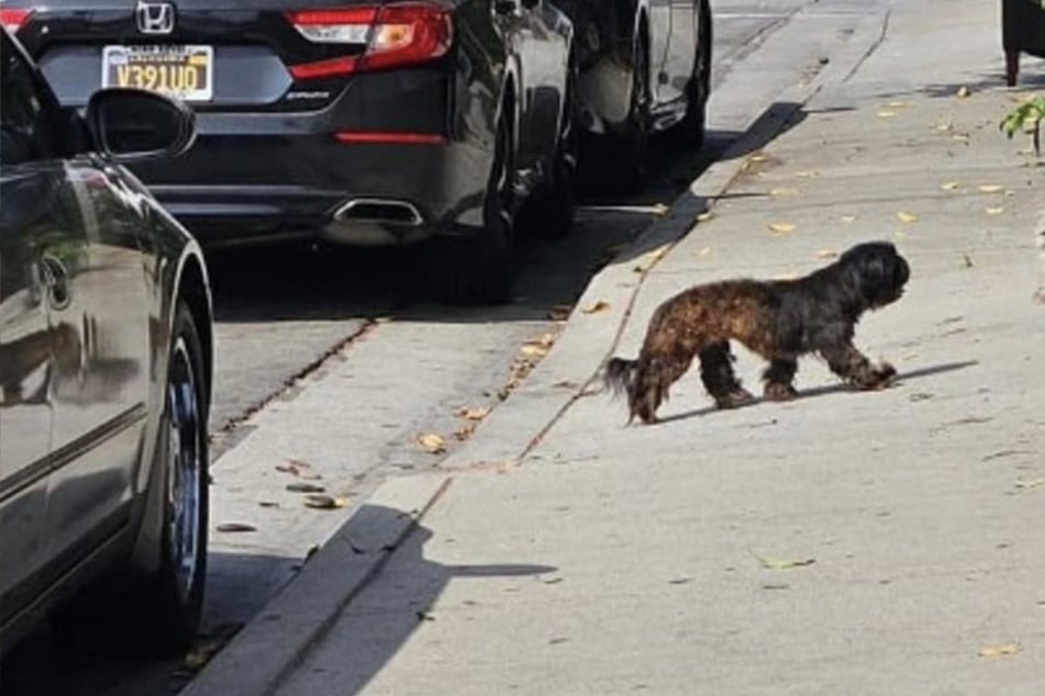 Ausgesetzte Hunde irren durch Straßen - dann wird einer plötzlich angefahren und weggeworfen