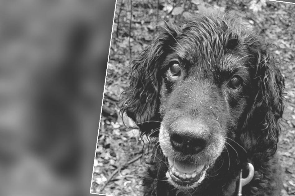 Tierheim trauert um langjährigen Bewohner: Hund Micky ist tot
