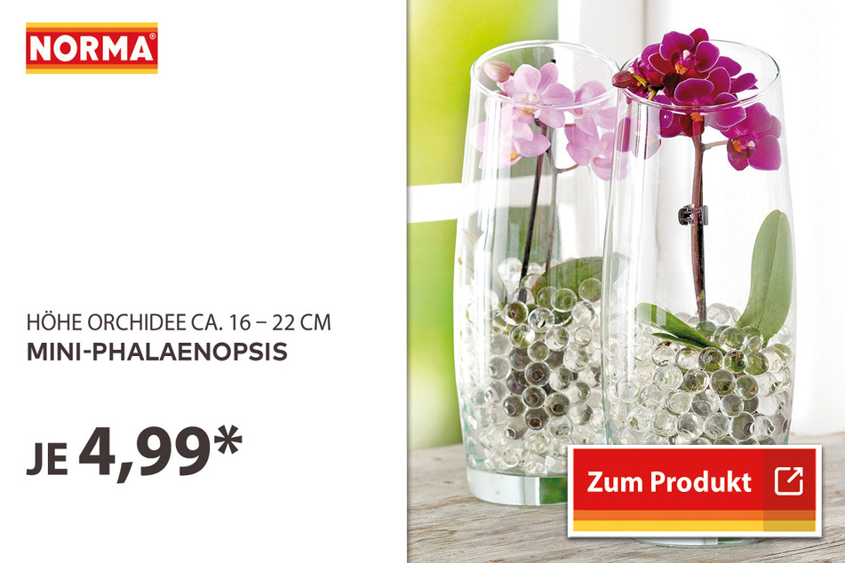 Mini-Phalaenopsis für 4,99 Euro