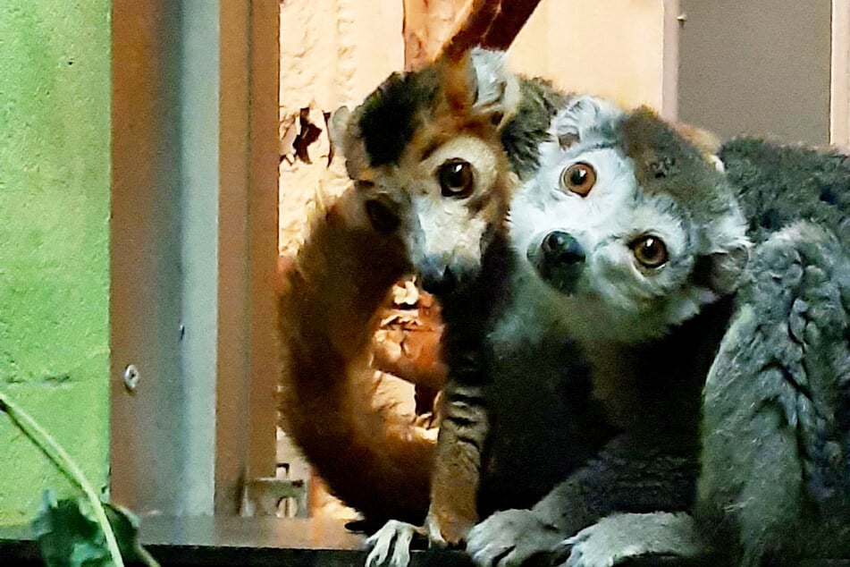 Gesucht und gefunden: Dresdner Makis nach zwei Tagen unzertrennlich