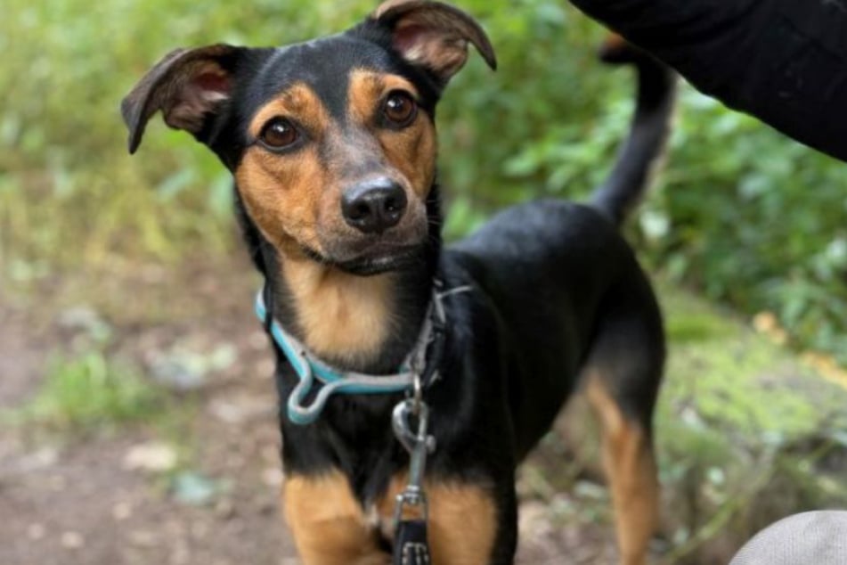Tami sucht ein Zuhause bei erfahrenen Hundefreunden, die mit ihr einen Neuanfang wagen wollen.