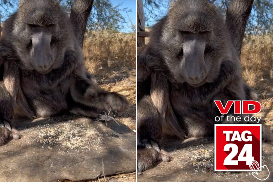 Today's Viral Video of the Day features a baboon who isn't in the mood for playtime while eating!
