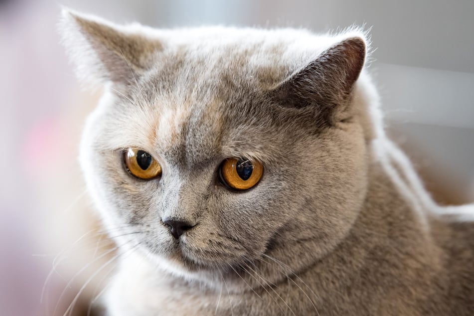 Mit ihren bernsteinfarbenen Augen unterscheidet sich die Kartäuser von anderen grauen Katzen.