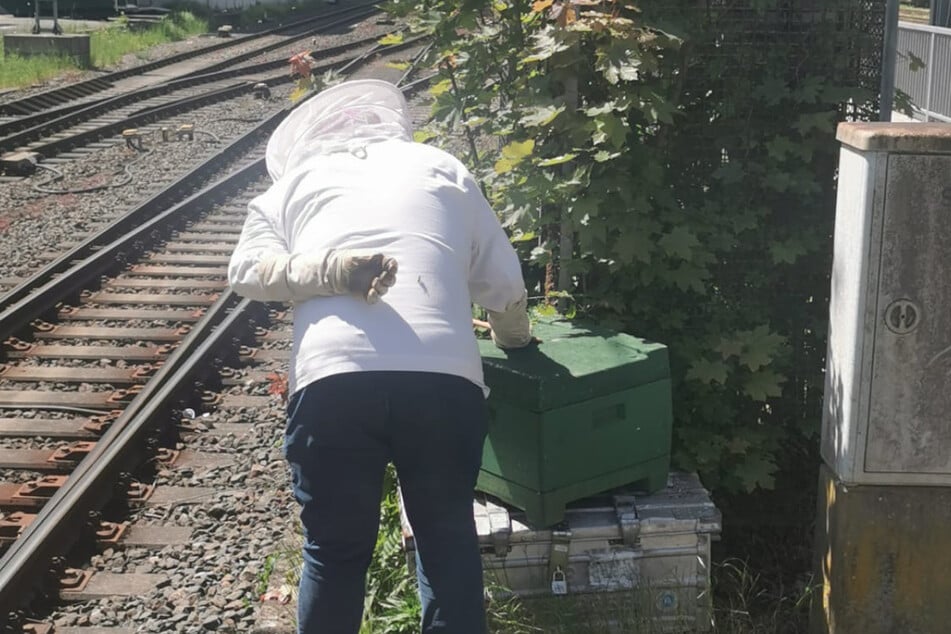 Auch der Einsatz eines professionellen Imkers brachte zunächst keinen bahnbrechenden Erfolg.