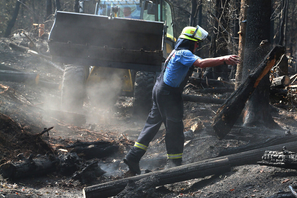 Naturschutz gegen Brandschutz: Streit ums Totholz im Nationalpark