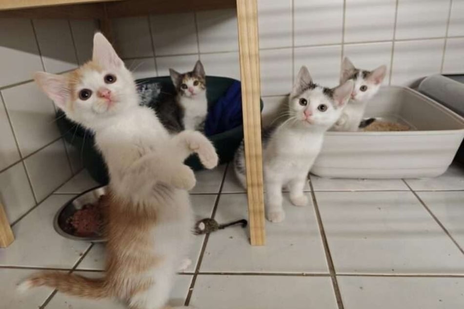 Benito (l.) und seine Geschwister suchen ein liebevolles Zuhause.