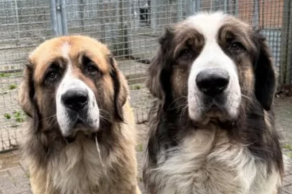 Aufgrund ihrer Vergangenheit wussten die beiden Fellnasen anfangs nicht, wo oben und unten ist.