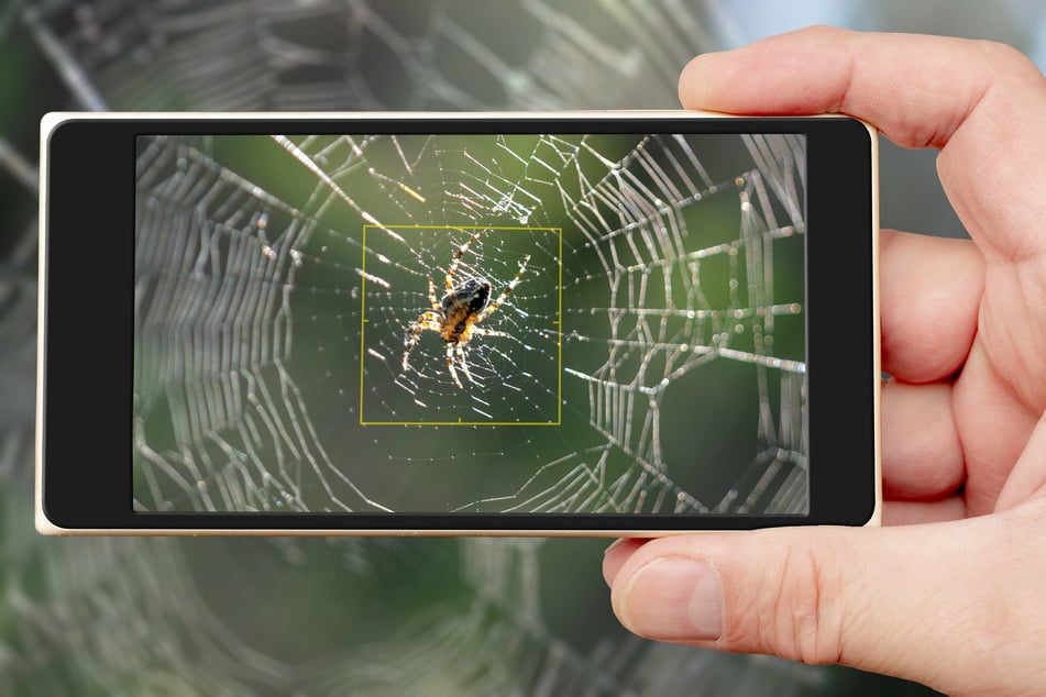 Phobys allows you to face a virtual spider on your smartphone to help you come to terms with the thought of being close to the creepy crawlies.
