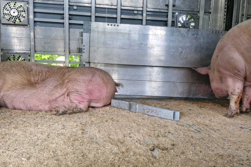 Verletzungs-Gefahr! Teilweise lagen Abgrenzungspfähle lose herum.