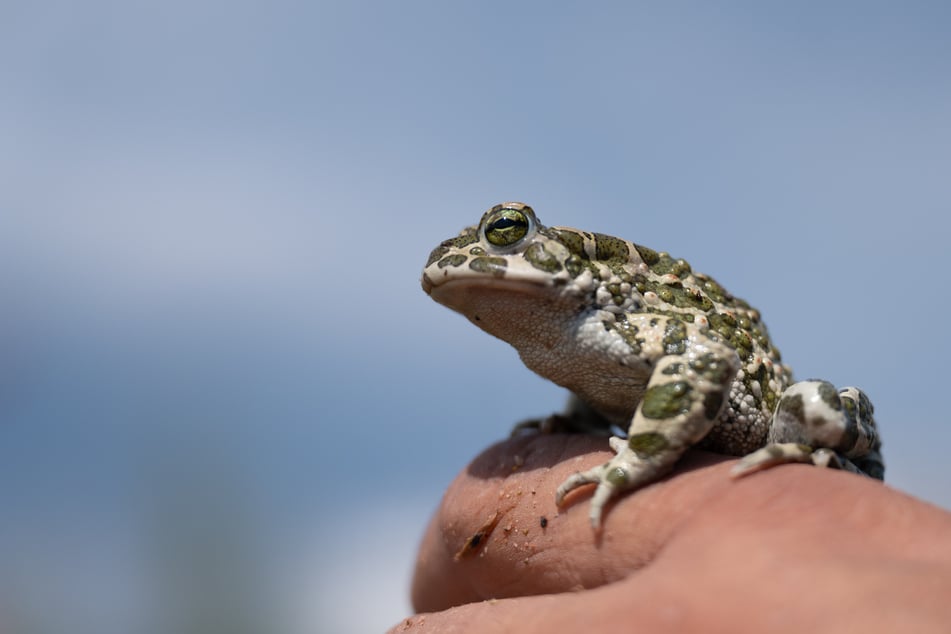 In diesem Jahr wurde laut Thüringer Umweltministerium wieder mehr Geld für Amphibienschutzzäune ausgegeben. (Archivbild)