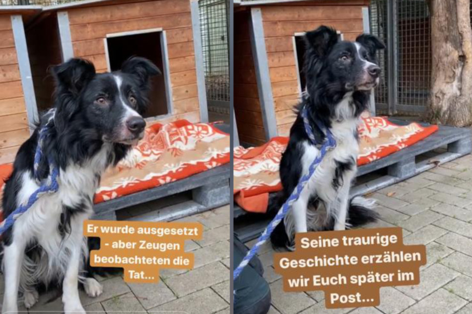 Das Tierheim Köln-Dellbrück kümmert sich um den ausgesetzten Border Collie "Mo".(Fotomontage)