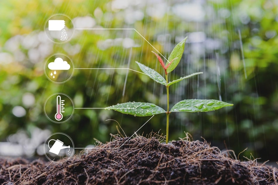 Ein Pflanzensensor wertet mehrere Daten aus wie Bodenfeuchtigkeit, Nährstoffgehalt und Lichteinfall. (Symbolbild)