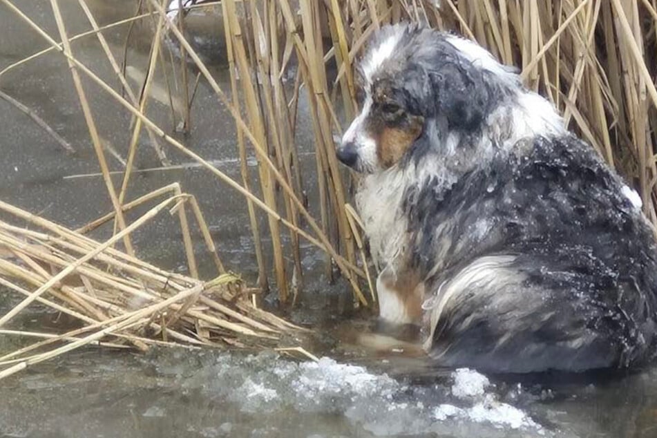 Hund eingefroren: Feuerwehr rettet Tier vor dem Tod