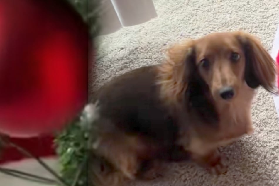 Como mujer, al ver lo que su perro dachshund coloca bajo el árbol de Navidad, su corazón se derrite al instante.