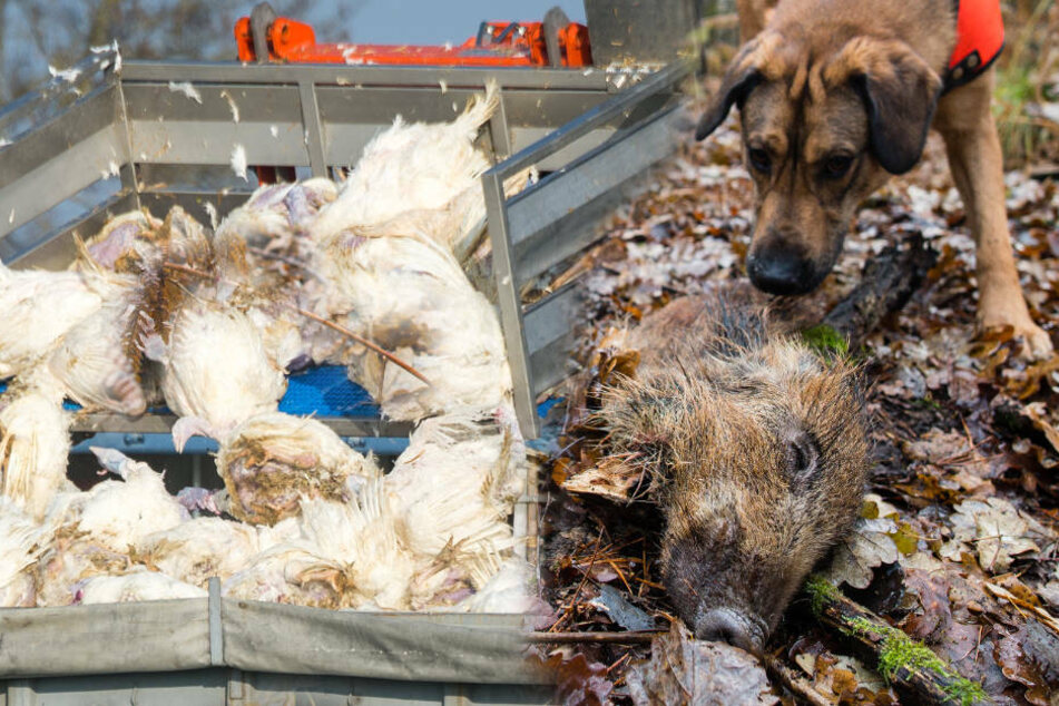 Tierseuchen, wie die Vogelgrippe oder die Afrikanische Schweinepest, werden immer häufiger aus dem Ausland nach Deutschland eingeschleppt. (Symbolfoto)