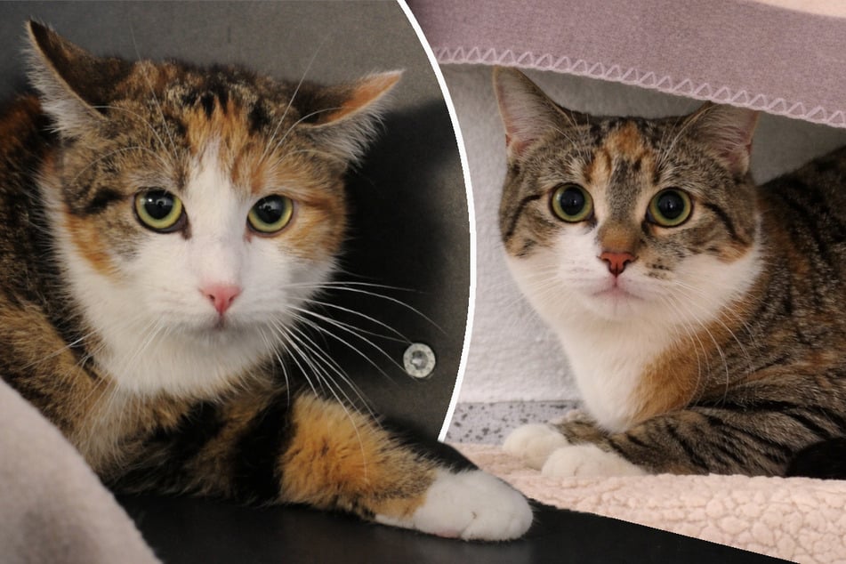 Die Katzen Lydia und Leonie brauchen etwas Zeit, um Vertrauen zu fassen.