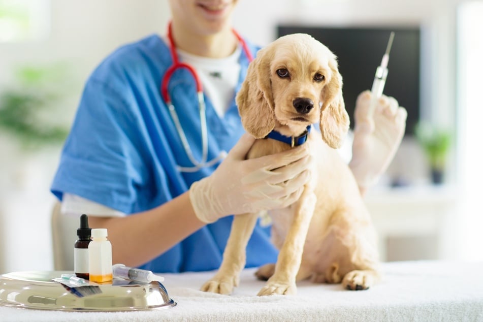 There are many different vaccinations available for dogs, and your vet will be able to tell you what's best for your pup.