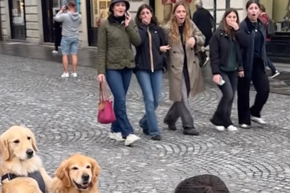 Aha: Die Geste der Golden Retriever sorgt für Staunen.