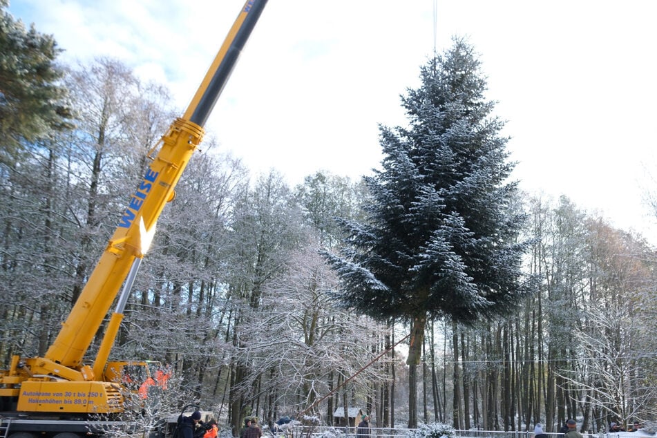 Weihnachtsbaum für das Brandenburger Tor in Thüringen gefällt