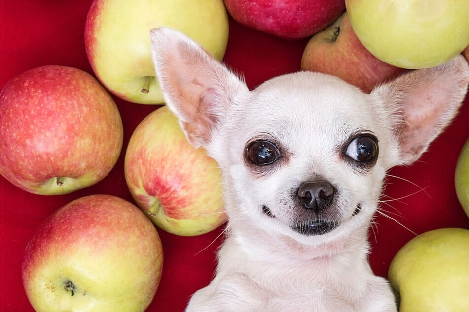 Gesund oder gefährlich: Dürfen Hunde Äpfel fressen?