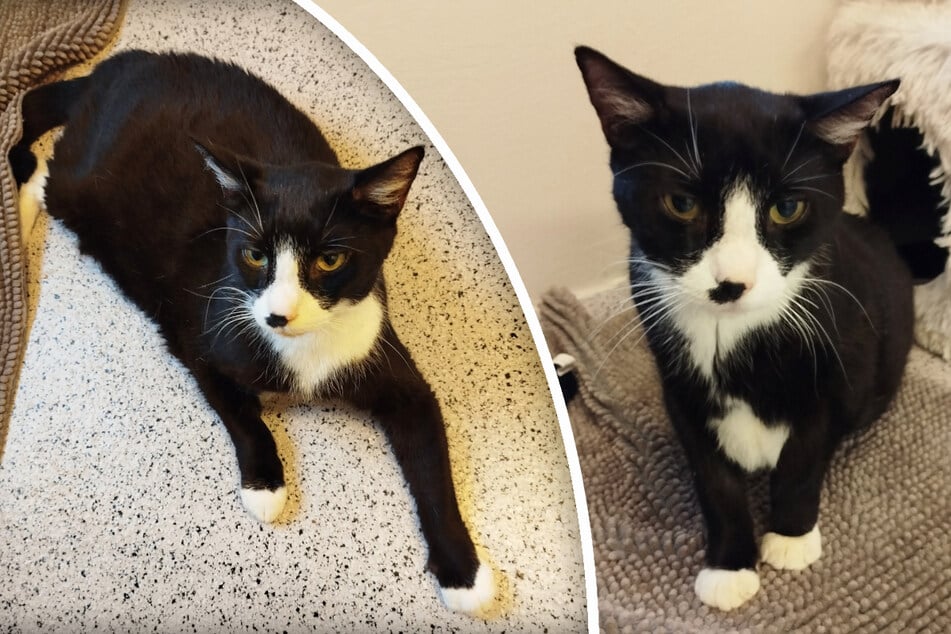 Kater Blacky hält sich gerne in der Nähe seiner Menschen auf und hat viel zu erzählen.