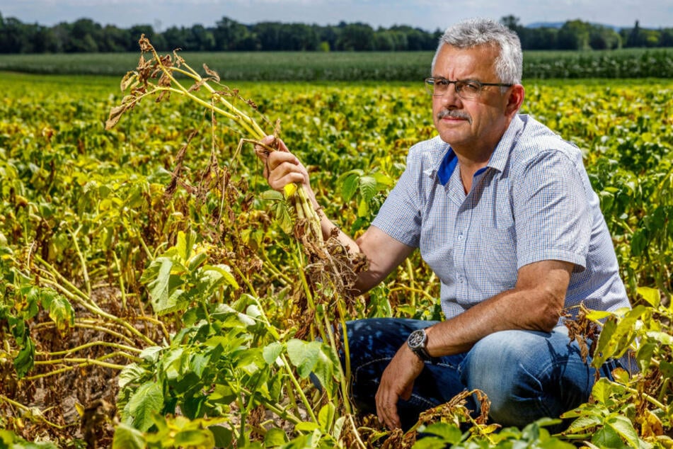 Die Kartoffelernte ist futsch: Sachsens Bauern leiden wegen Landratsamt