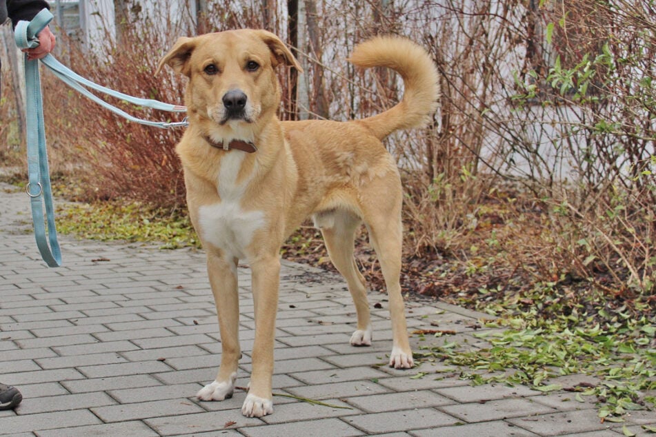 Harald doufá v lidech, kteří mají zkušenosti se psy.