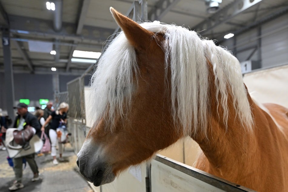 Pferd tot auf Koppel entdeckt: Polizei ermittelt nach möglicher Gewalttat