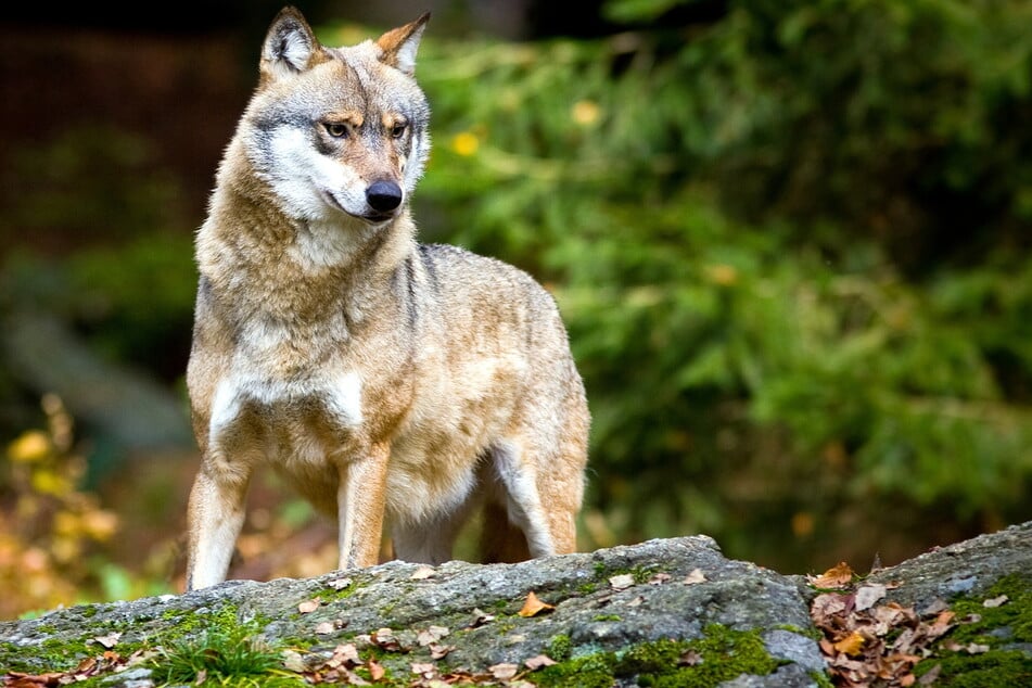 Wölfe wie dieser sind in der Lausitz mittlerweile heimisch. (Symbolfoto)