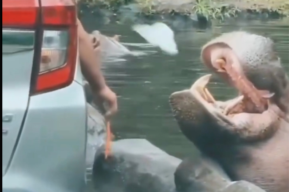 Der Moment der Tierquälerei und Niedertracht: Das Nilpferd musste in Erwartung eines Leckerli eine Plastiktüte schlucken.