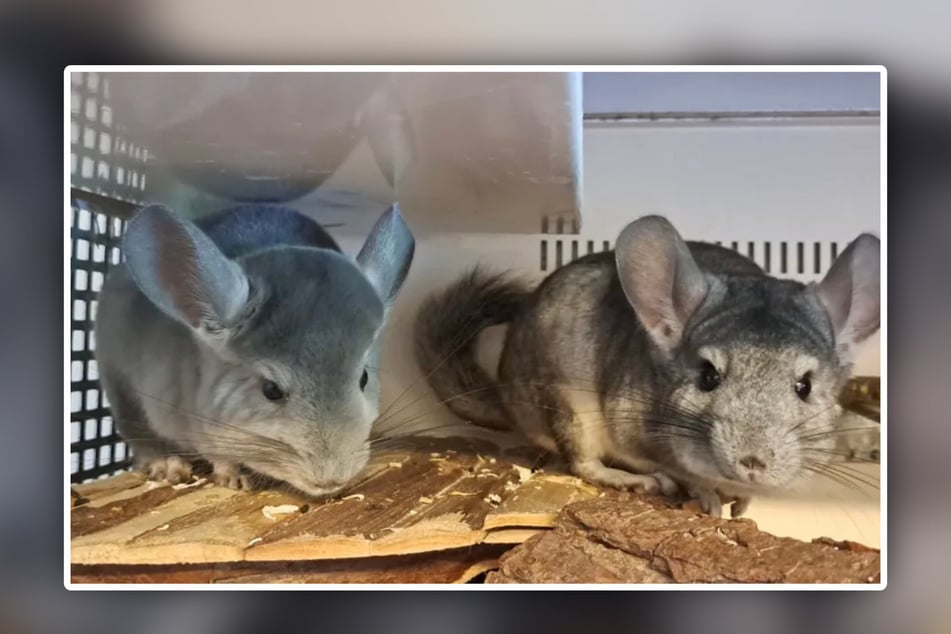 Im Leipziger Tierheim warten derzeit vier Chinchillas auf ihre Adoption.