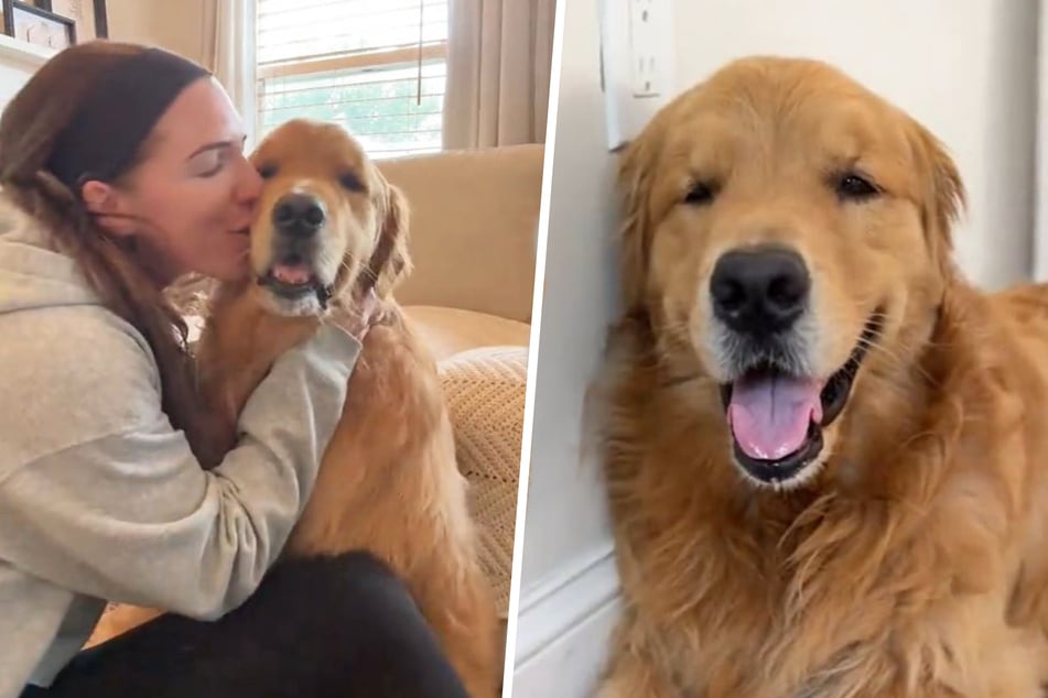 This Golden Retriever is not happy about being left behind.