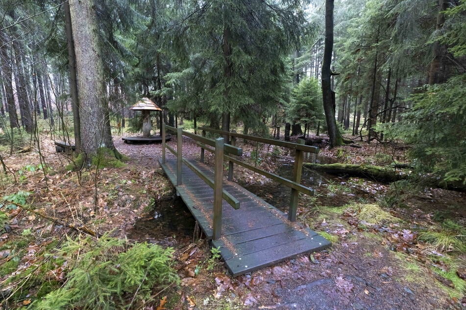 Der Tharandter Wald hat zahlreiche Erlebnis-Wanderwege und Beobachtungspunkte.