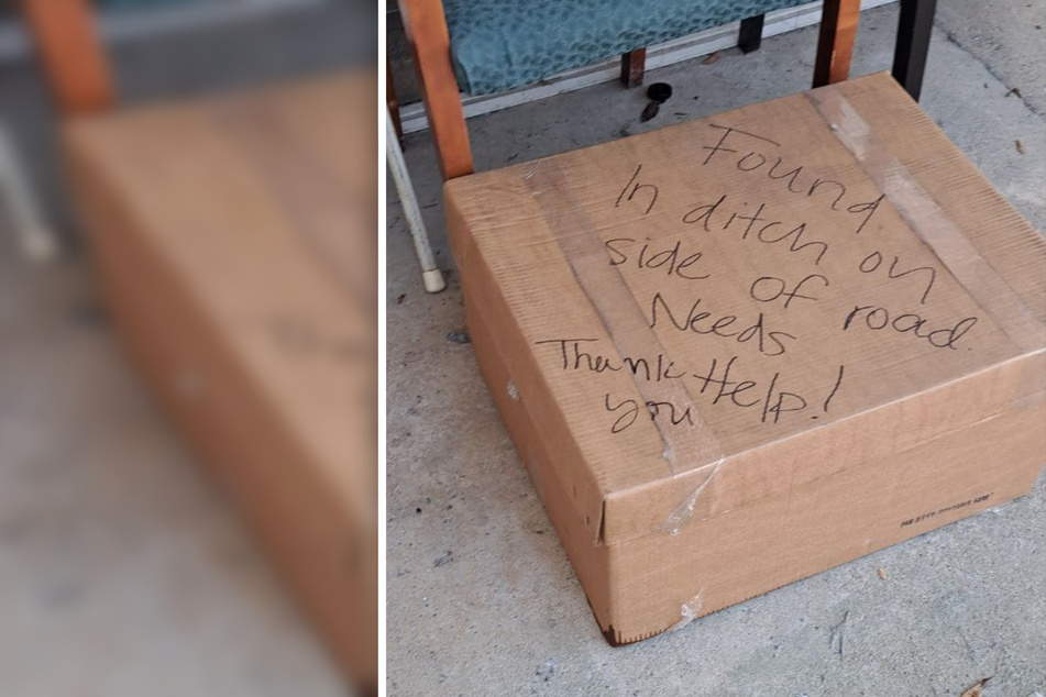 Kittens break rescuers' hearts after cardboard box is left at their door