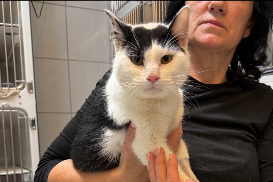 Der Kater muss für acht Wochen eine strenge Boxenruhe einhalten, um sich von seiner Operation zu erholen.