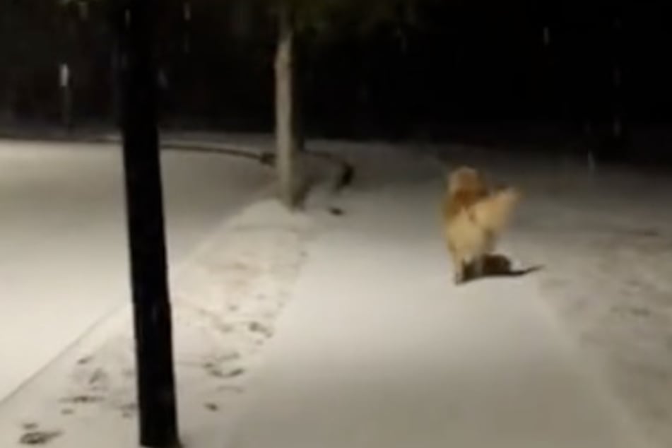 Begeistert hüpfte der Hund die Straße entlang.