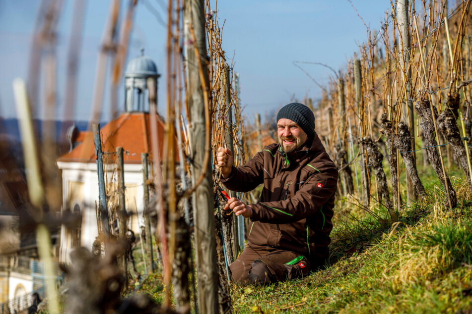 Weinbauleiter Till Neumeister (38) schaut sich genau an, wo er den Rebstock beschneidet.