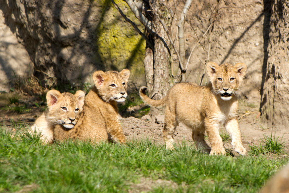 Sachsen: Drei Löwenjungtiere auf der Außenanlage im Leipziger Zoo.