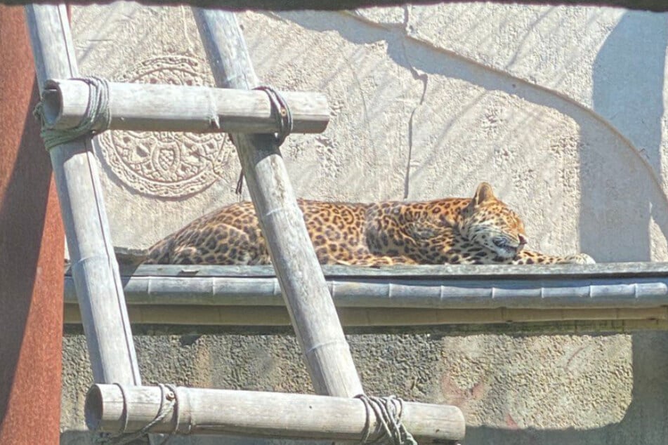 Der Chinesische Leopard ist ein neuer Bewohner im Zoo der Minis.