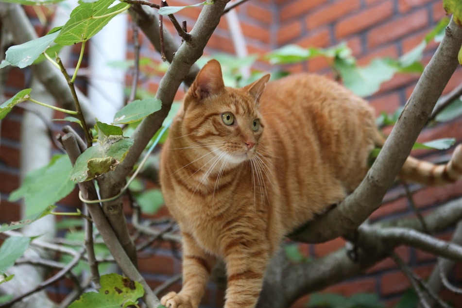 Don't get too concerned about your cat climbing trees. It will probably land on its feet if it falls.