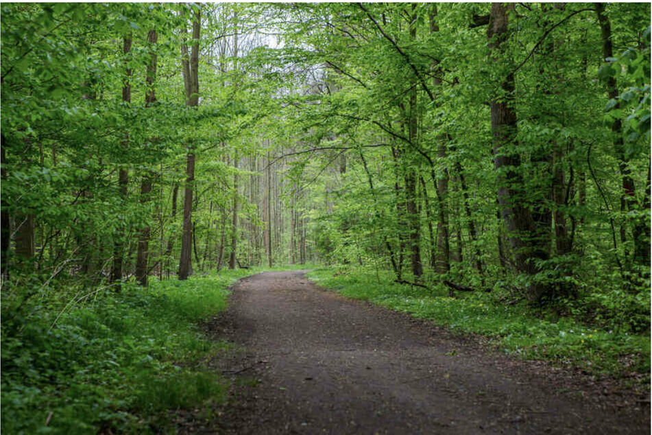 Auf einem Waldweg am Rande des Leipziger Wildparks geschah die brutale Attacke.