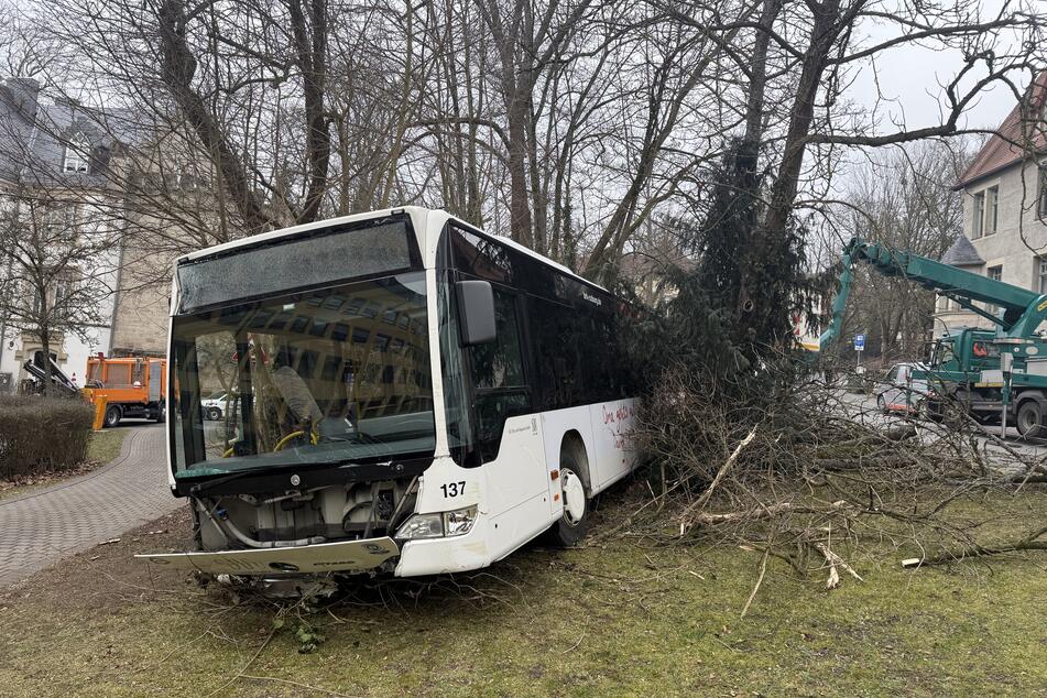 Um den Bus bergen zu können, mussten mehrere Bäume gefällt werden.